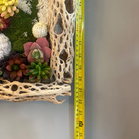 Handcrafted Succulent Wall Art – Teddy Bear Cholla Frame - Picture 6 of 6